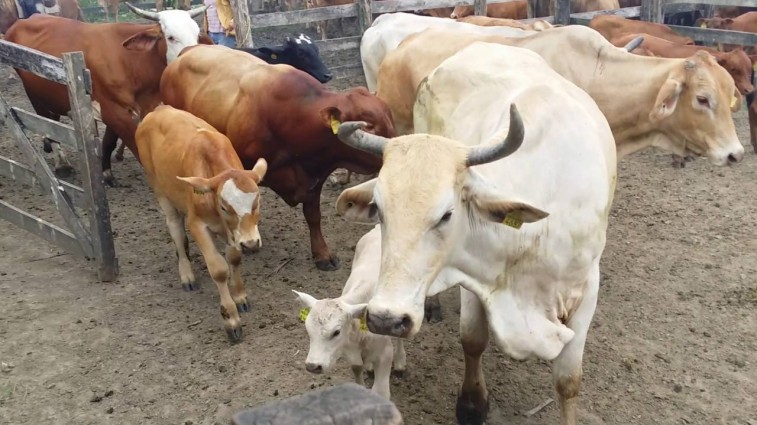Casi 8,000 cabezas de ganado se perdieron en Campeche por las tormentas