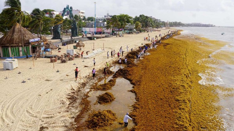 ACTIVAN PLAN DN-III-E PARA COMBATIR EL SARGAZO EN CANCÚN CON APOYO DE LA GUARDIA NACIONAL
