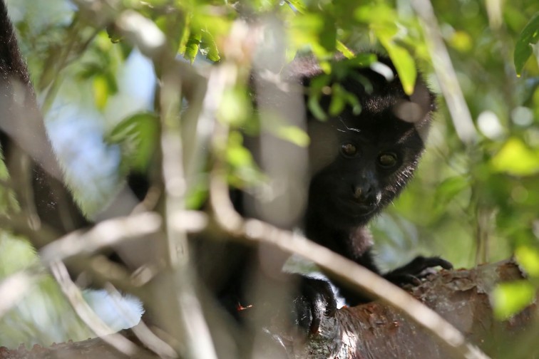 Altas temperaturas en Campeche ponen en riesgo a los monos de Atasta