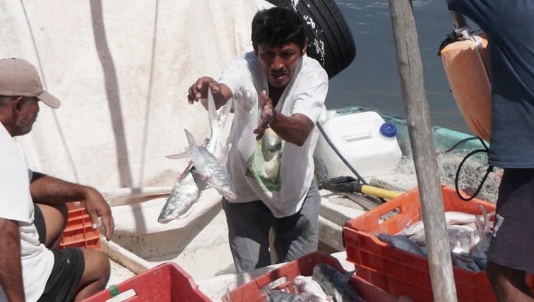 Calor impacta a la actividad pesquera en Carmen; no hay producto para conservar las especies