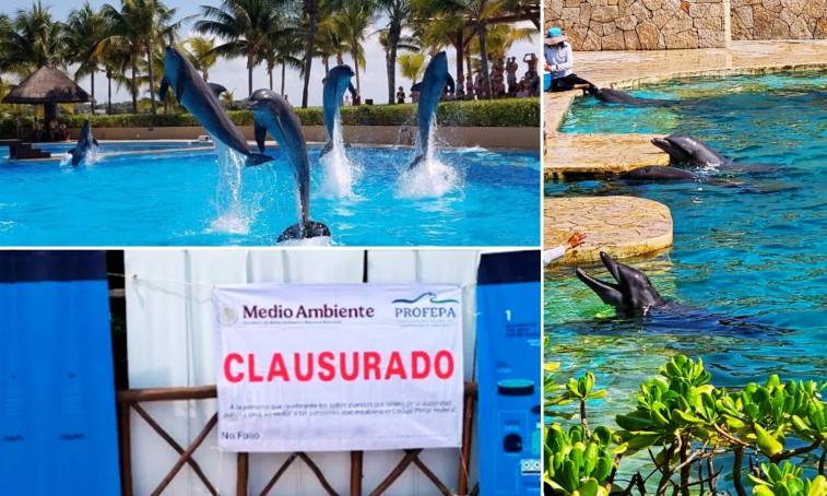 CIERRAN DEFINITIVAMENTE DELFINARIO DEL HOTEL BARCELO EN RIVIERA MAYA TRAS CASO MINCHO