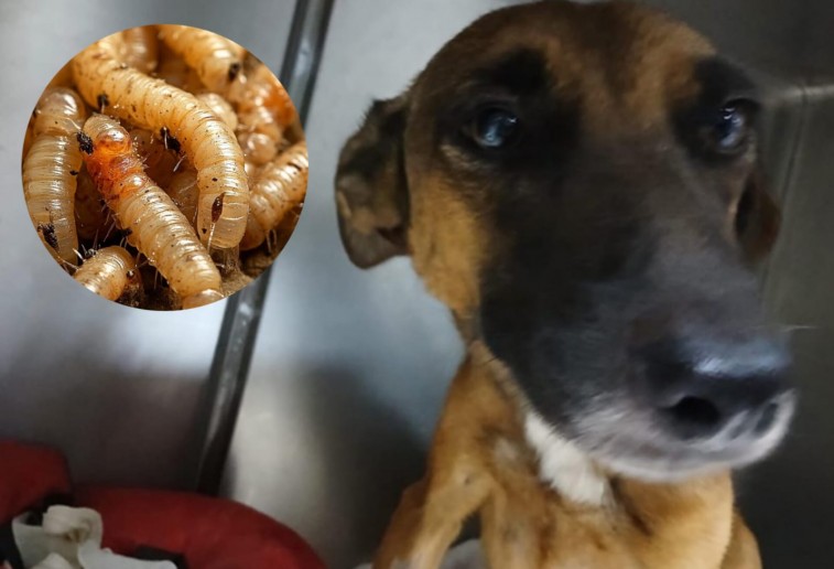 CONFIRMAN CASO DE GUSANO BARRENADOR EN PERRITA RESCATADA EN TETIZ