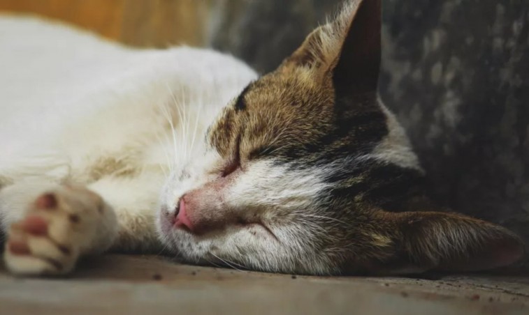 DENUNCIAN PRESUNTO MALTRATO A GATOS UTILIZADOS PARA PEDIR LIMOSNA EN CDMX