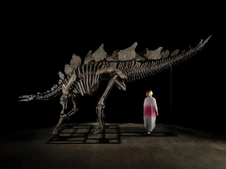 En subasta, el fósil mejor conservado de estegosaurio