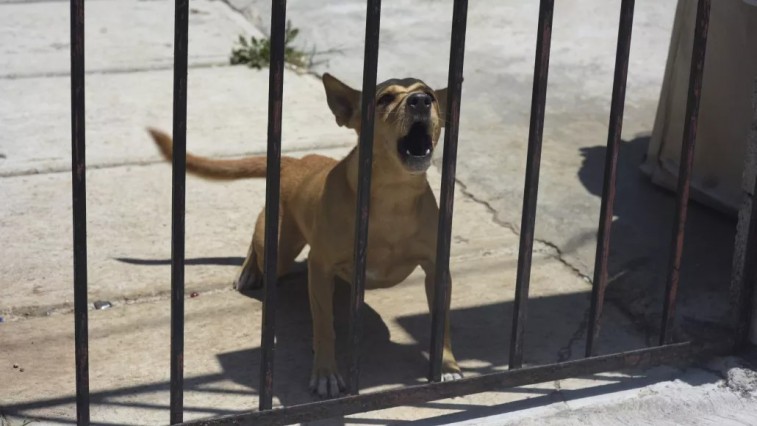 ENVENENAMIENTO MASIVO DE PERROS EN KANASÍN: MÁS DE 20 MUERTOS EN UN DÍA