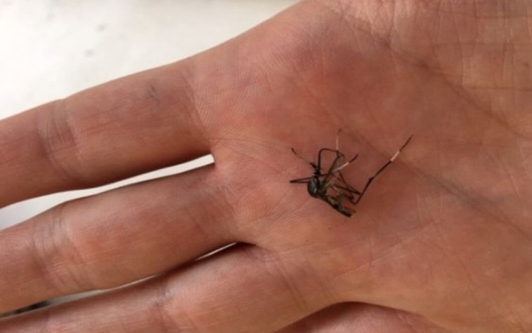 ÉPOCA DE SEQUÍA ES CLAVE PARA PREVENIR BROTES DE MOSCOS EN YUCATÁN