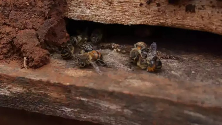 EXIGEN PROHIBIR INSECTICIDA QUE MATÓ A MILLONES DE ABEJAS EN YUCATÁN