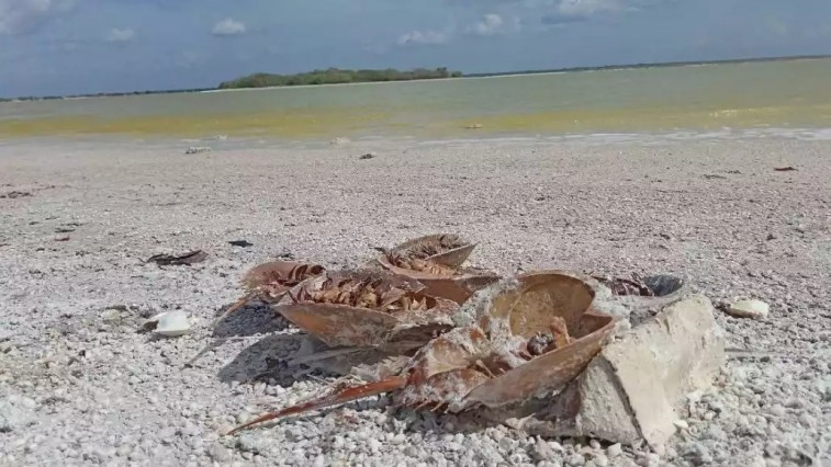 HALLAN MÁS DE 100 CACEROLITAS DE MAR MUERTAS EN RÍO LAGARTOS Y ENCIENDEN ALERTA AMBIENTAL