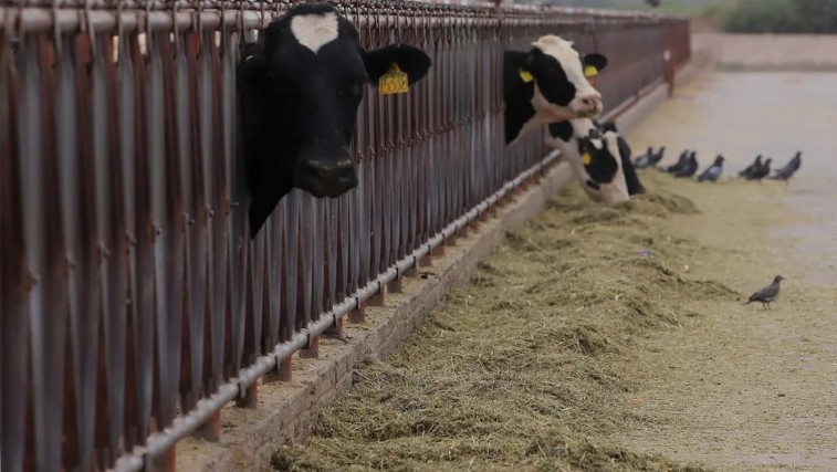 INICIATIVA PRIVADA IMPULSA LA RECUPERACIÓN GANADERA EN CAMPECHE