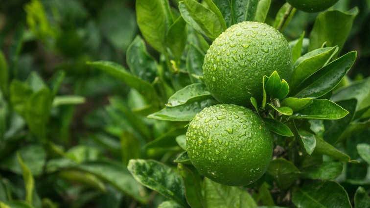 INVERSIONISTAS APUESTAN POR EL LIMÓN YUCATECO POR SU ALTA RENTABILIDAD Y SEGURIDAD