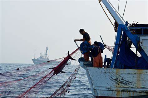 Marina y Conapesca inhiben pesca ilegal en Campeche y Yucatán