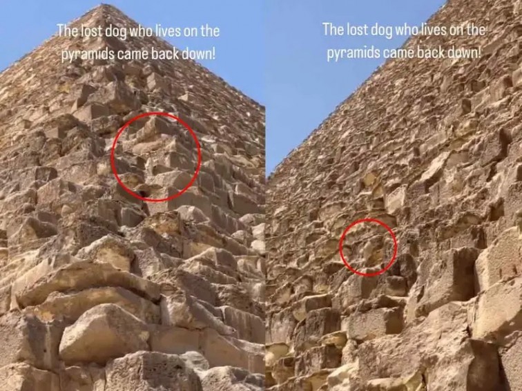 PERRITO EXPLORADOR SORPRENDE AL MUNDO DESDE LA CIMA DE LA GRAN PIRÁMIDE DE GIZA