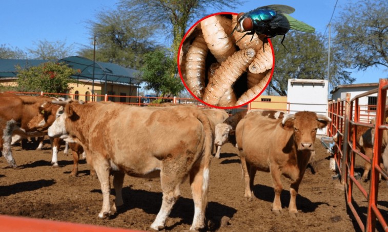 PLAGA AVANZA EN YUCATÁN MIENTRAS CRECEN DUDAS POR ESTRATEGIA OFICIAL