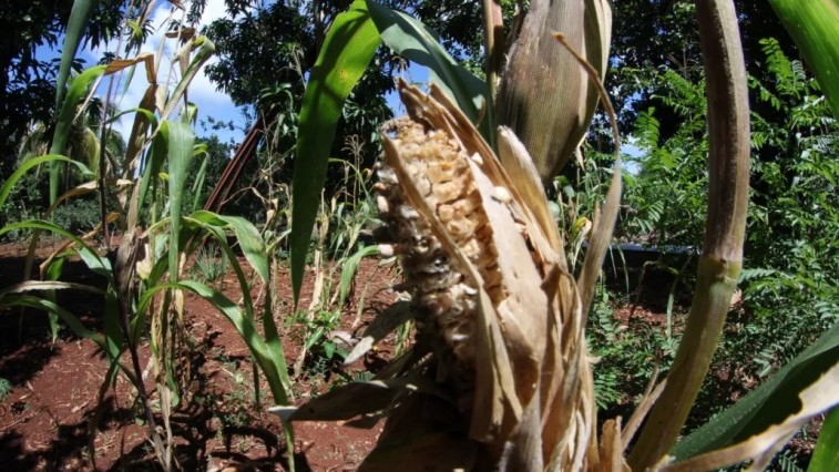 PRODUCCIÓN AGRÍCOLA EN CAMPECHE A TRAVÉS DEL PLAN CAMPECHE