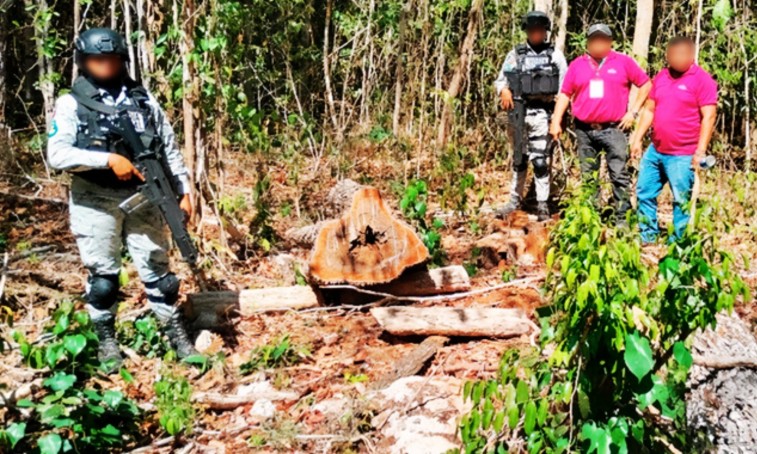 PROFEPA CLAUSURA ACTIVIDADES POR DAÑOS EN LA RESERVA BALA’AN K’AAX HABITADA POR MENONITAS EN YUCATÁN