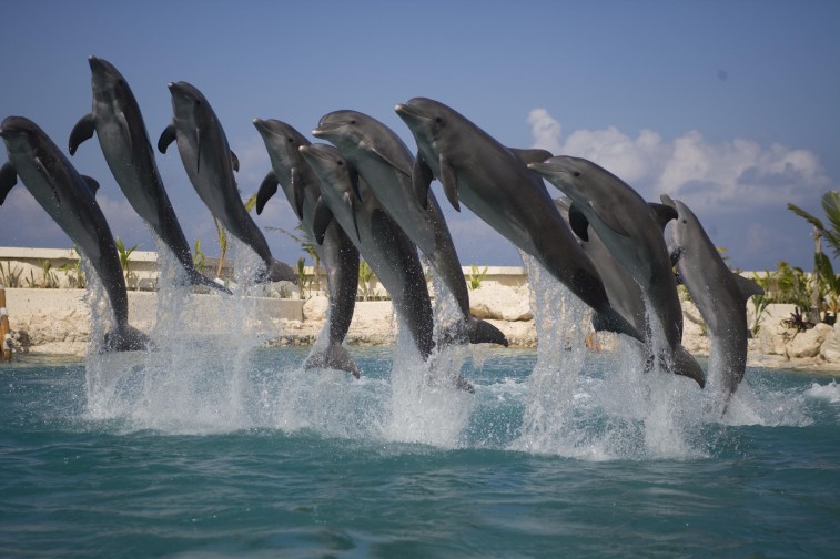 QUINTANA ROO ALISTA EL PRIMER SANTUARIO MARINO PARA DELFINES RETIRADOS DEL CAUTIVERIO EN AMÉRICA LATINA