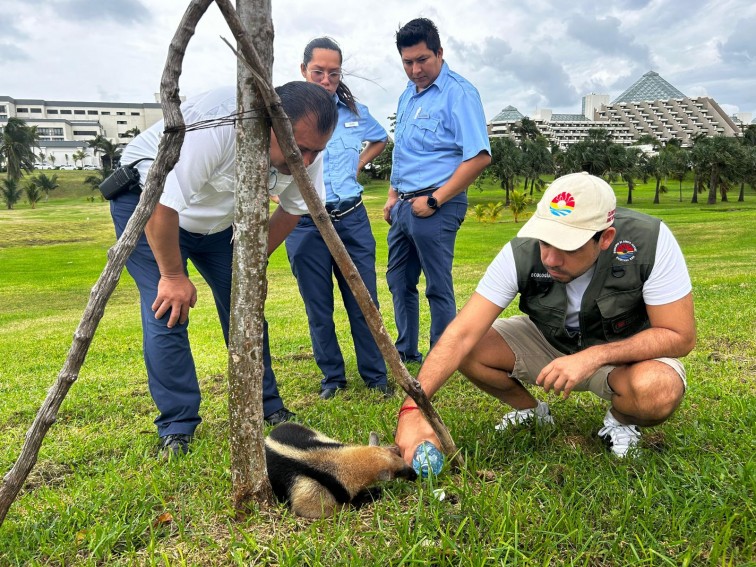 RESCATA GOBIERNO DE BJ OSO HORMIGUERO EN ZONA HOTELERA